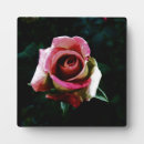 Suche nach dunkel fotoplatten Rose
