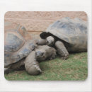 Suche nach niedliche schildkröte mousepads Reptil