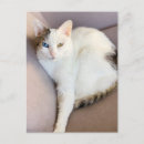 Recherche de turkish posters Chaton