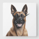 Recherche de belges horloges Malinois