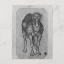 Recherche de dromadaire cartes postales Bosse