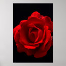 Recherche de rosa poster Rouge