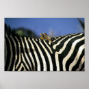 Recherche de zèbre rouge art Faune