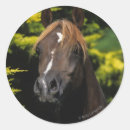 Suche nach stallions aufkleber Pferd