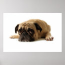 Suche nach trauriges tier poster Welpe