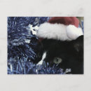 Suche nach stoß postkarten Katze