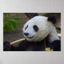 Recherche de bamboo posters Panda