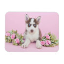 Recherche de malamute magnets Chien de l'alaska