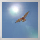 Suche nach schulter poster Vogel