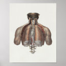 Suche nach rückgrat poster Anatomie