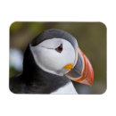 Recherche de oiseau macareux magnets Animal