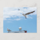 Recherche de oiseaux en vol cartes postales Mouettes