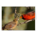 Recherche de accouplement cartes postales Reproduction