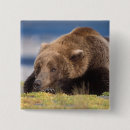 Recherche de ours brun badges Portrait