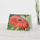 Suche nach roter gerbera karten Blätter