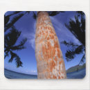 Recherche de bora tapis souris Tropical