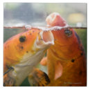 Recherche de koi carreaux Natation