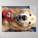 Recherche de service posters Dog