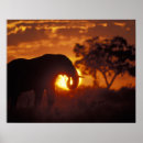 Recherche de botswana posters Safari