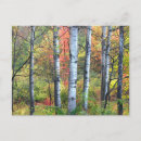 Recherche de arbre peuplier cartes postales Bois