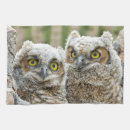 Recherche de rapace cuisine linges Nature