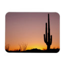 Recherche de saguaro magnets L'arizona