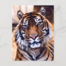 Recherche de chat zen cartes postales Animal