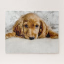 Suche nach cocker spaniel puzzle Niedlich
