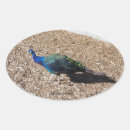 Recherche de paon bleu autocollants Oiseau