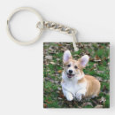 Recherche de chiot corgi porteclés Dog
