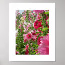 Recherche de hollyhock posters Fleurs