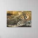 Suche nach baby gepard poster Wildtiere