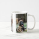Recherche de malinois belges tasses Chiot