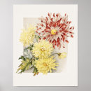 Suche nach chrysanthemen poster Mums