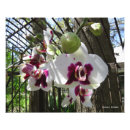 Suche nach orchidee phalaenopsis poster Lila