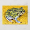 Recherche de crapaud cartes postales Faune
