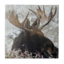 Suche nach ken fliesen Tierwelt