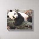 Suche nach niedliche pandas leinwandbilder Smithsonian