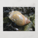 Suche nach wasserleben postkarten Muscheln