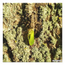 Recherche de entomologie posters Insectes
