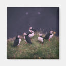 Suche nach puffin magnete Tierwelt