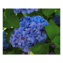Recherche de hortensias posters Hortensia bleu