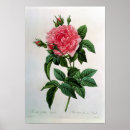 Suche nach rosa gallica poster Pierre
