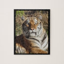 Suche nach wildkatzen puzzle Dschungel