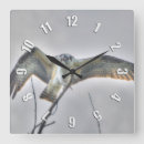 Recherche de wildlife horloges Aigle