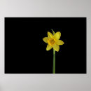 Recherche de jonquilles posters Noir