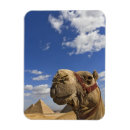 Recherche de egypt magnets Le caire