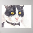 Recherche de tomcat posters Félin