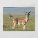 Recherche de gazelle cartes postales Image couleur