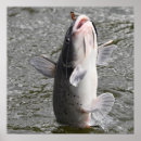 Suche nach köder poster Fischfang